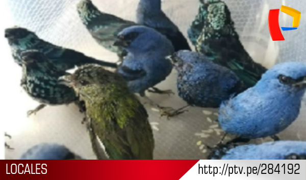 PanamericanaTV's tweet photo. Detienen a ciudadano belga que pretendía salir del país con 20 aves peruanas ► https://t.co/Pzue9jhYy4 https://t.co/W5lXNWIwNJ