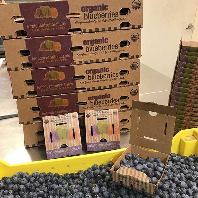 CebadaWine's tweet photo. Our new blueberry packaging, 100% degradable package with our beautiful fresh emerald blueberries #readycycle #blueberry #forbiddenfruitorchards #cebadawine. https://t.co/t6MAOtX5KD https://t.co/EvYaFVTqxj