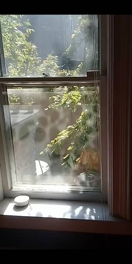 A vertically oriented photo of sunlight on a glass window in a residential interior. Outside, there are plants.