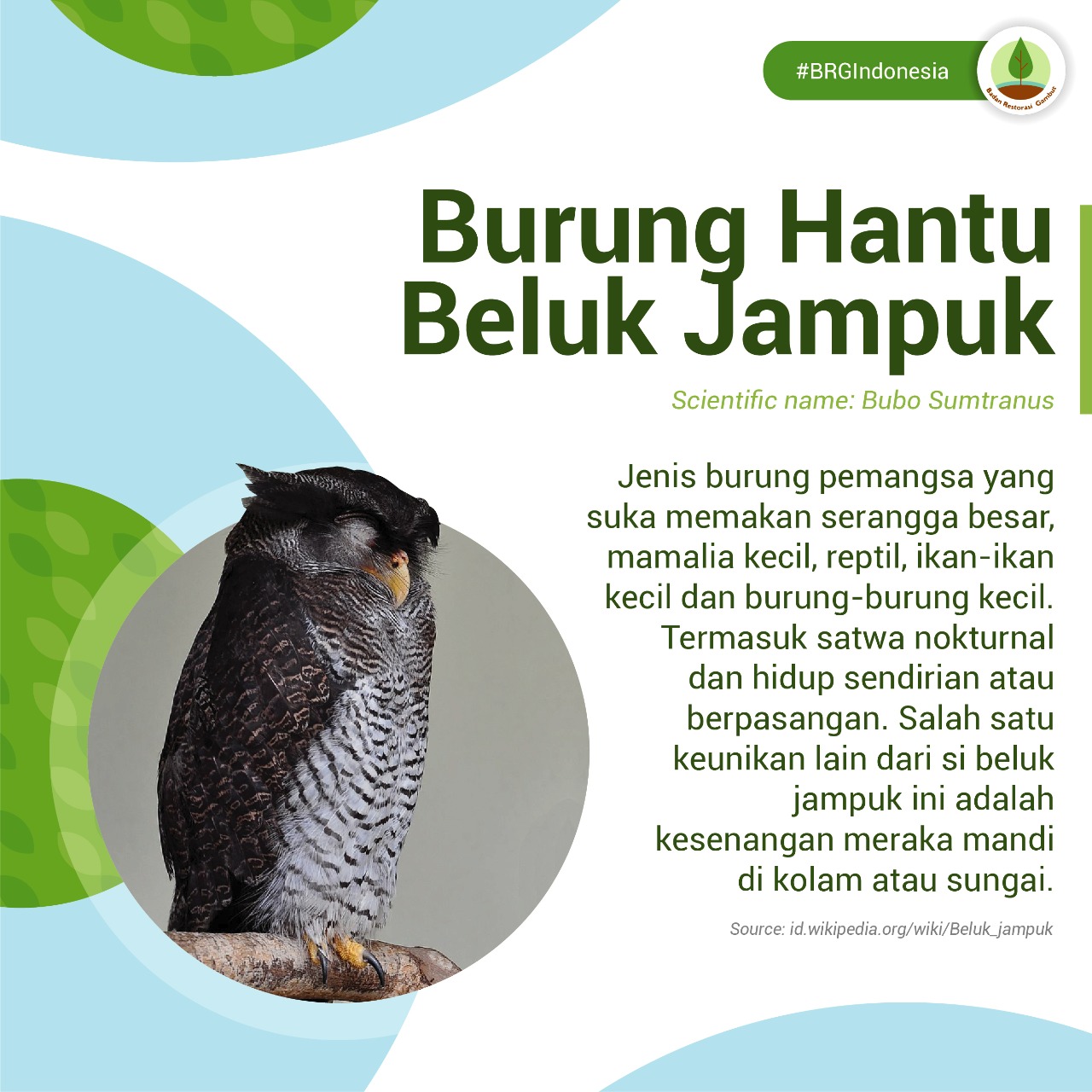 Jenis burung hantu