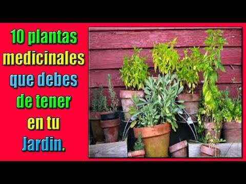 10 Plantas Medicinales Imprescindibles En Tu Hogar-Propiedades y Usos De... youtu.be/_oCRaFGG4hU vía <a href="/YouTube/">YouTube</a>