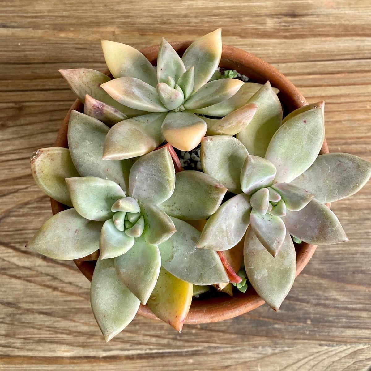 #succulentplant #succulentgarden #succulents #succulentsunday #succulentaddict #succulentpropagation #succulenthoarder #succulentsonly #succulentcollector #succulentaddiction #succulentplants #succulentobsession #succulentgram #succulentthailand #succulentbabies #succulentlovers