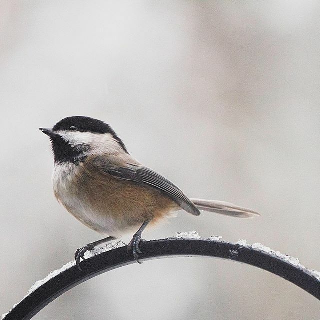 daniellequarmby's tweet photo. One of my favourite things to do on snowy days is watch all the little birds at our feeders - especially these cute Black Capped Chickadees. We’ve also seen Anna’s Hummingbirds, Red-breasted Nuthatches, American Robins, Dark-eyed Juncos and Winter Wrens.… https://t.co/omWeshYGd0 https://t.co/Zuod3zoI4A