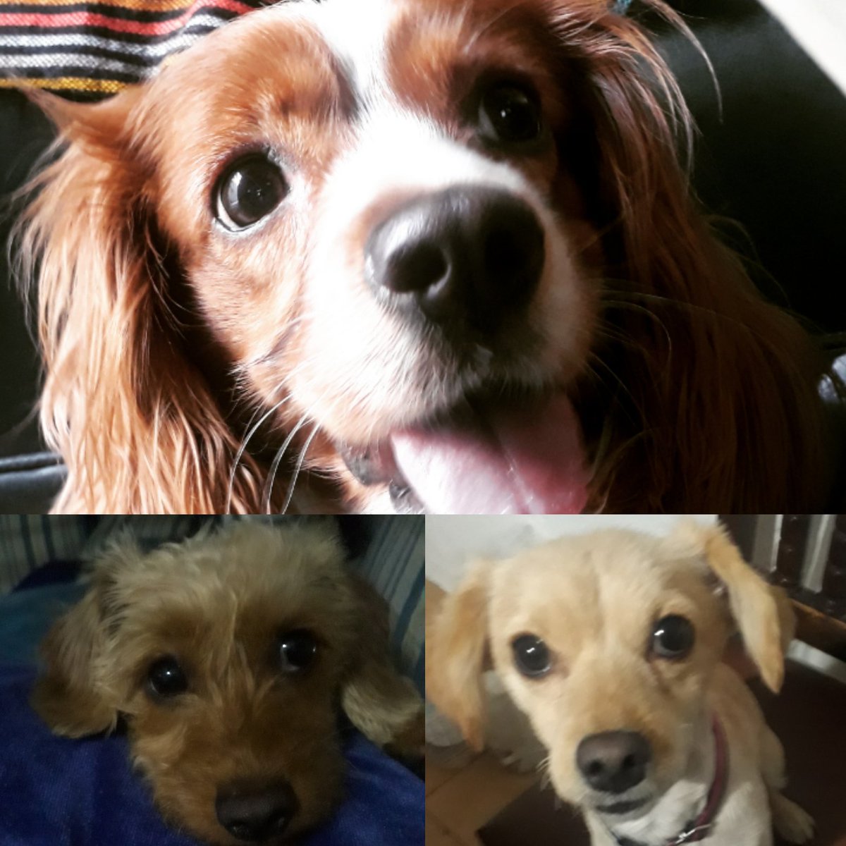 EndyReader's tweet photo. @AutosyMas #EsteEsMiPerro La princesa Shati G.,  Rory (aunque ahora solo viene de vacaciones) Y  Chiri (quien busca un hogar) https://t.co/sZSTNkpryJ