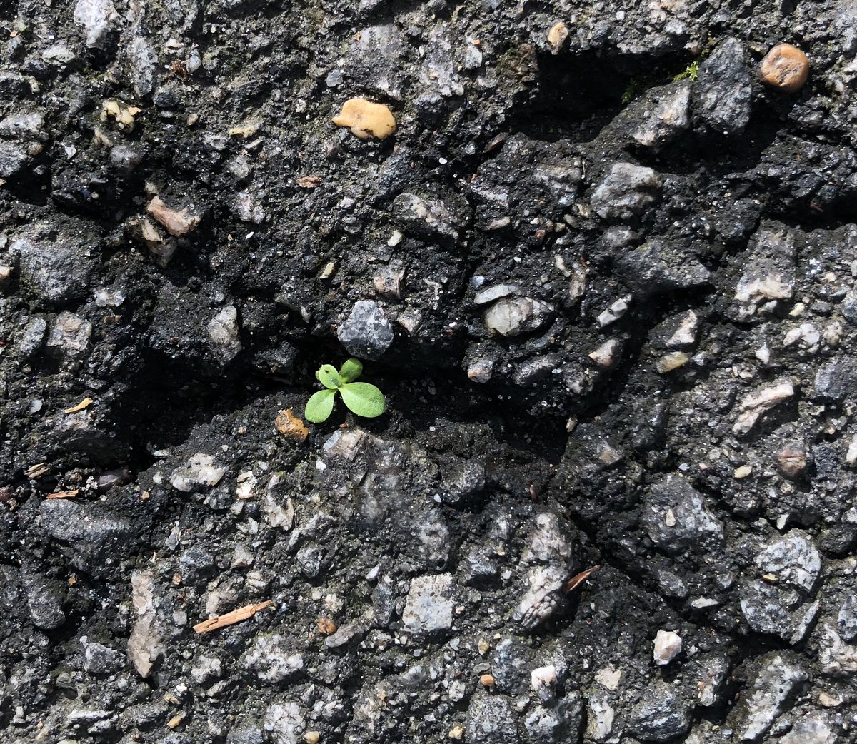 Marlene Patterson tweet media