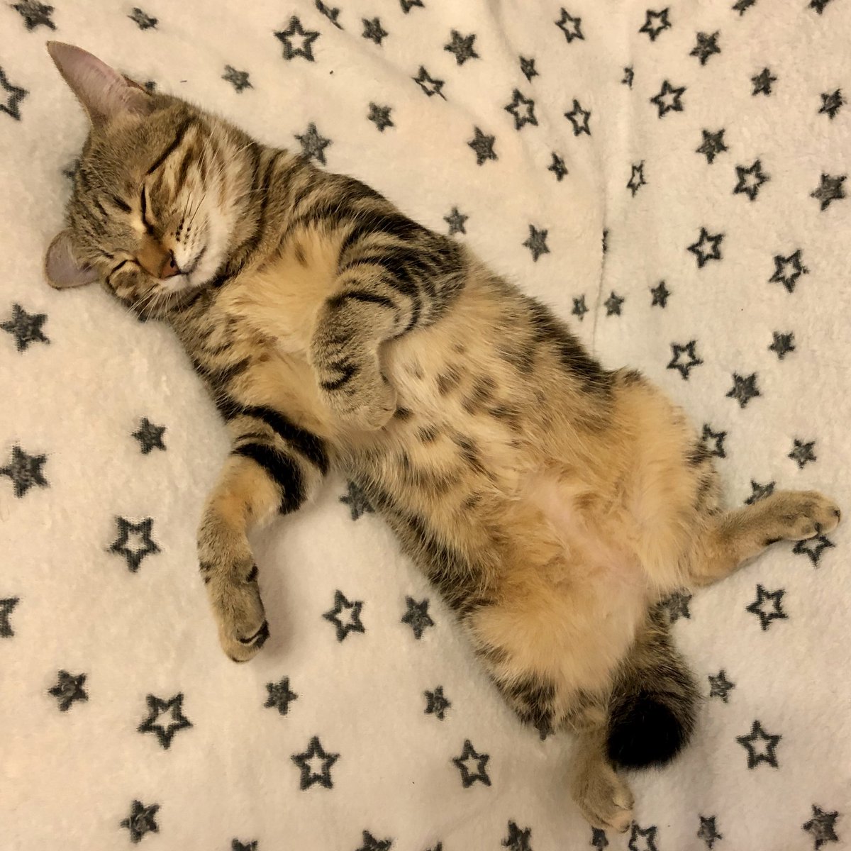 brqoo0707's tweet photo. ホットカーペットでヒラキのクー
前足のびの〜び
ぐわわ〜ん大あくび
ぱちっとお目覚め
そろそろオヤツかにゃ〜😽 https://t.co/IdayewjXKS