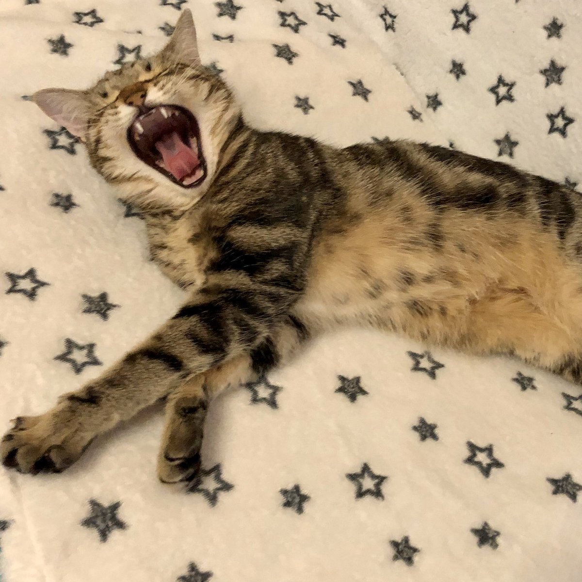 brqoo0707's tweet photo. ホットカーペットでヒラキのクー
前足のびの〜び
ぐわわ〜ん大あくび
ぱちっとお目覚め
そろそろオヤツかにゃ〜😽 https://t.co/IdayewjXKS