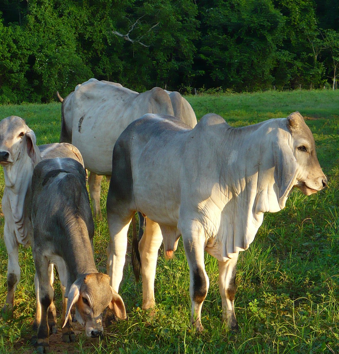SI BUSCA MEJORAR SU REBAÑO, COMPRE SOLO TOROS REGISTRADOS, QUE   GARANTICEN SU ORIGEN GENÉTICO, SOLO ASÍ PUEDE MEJORAR LECHE, CARNE Y   RAZA. Y SI BUSCA MEJORAR LECHE Y CARNE USE TOROS GUZERA,