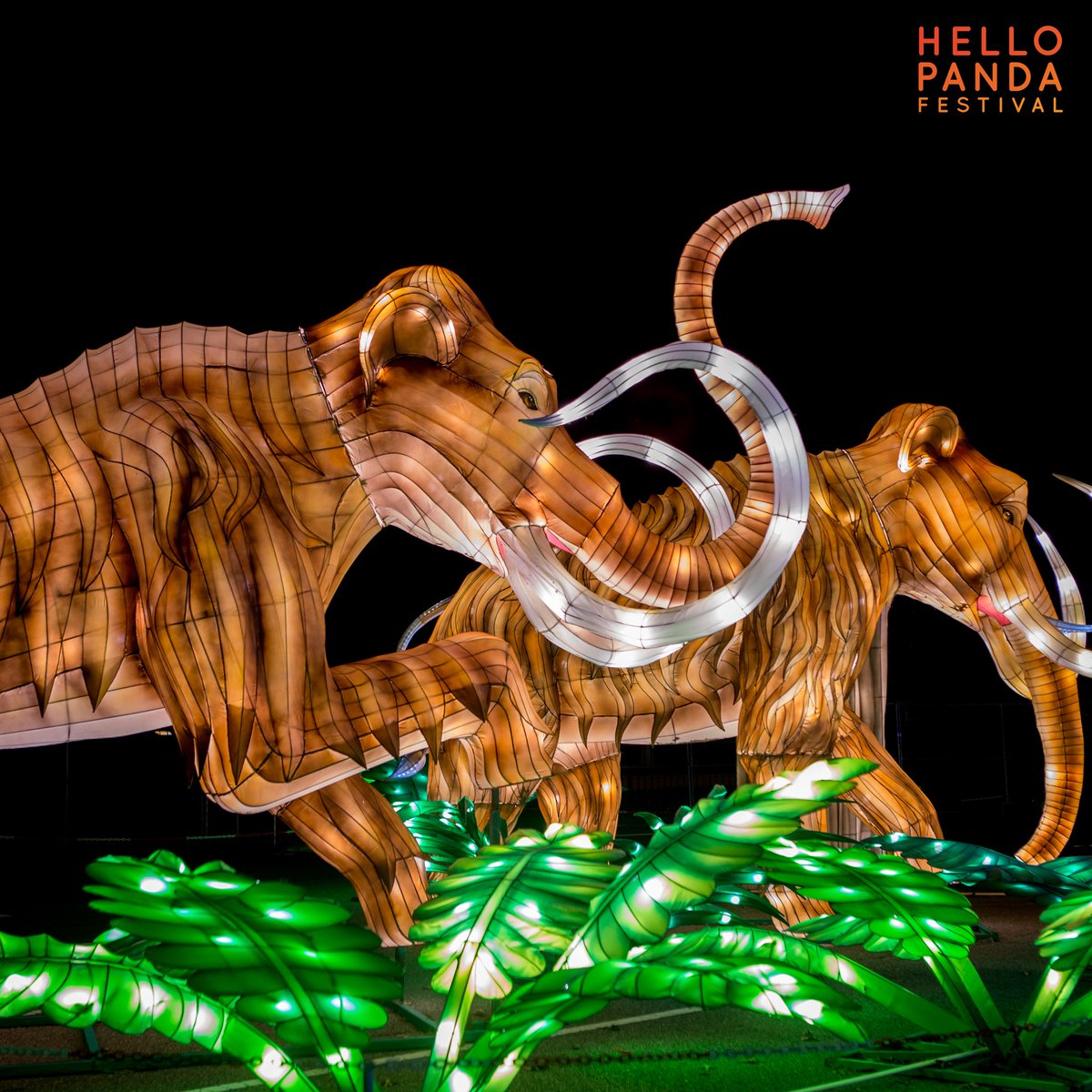 Hello Panda Festival tweet media