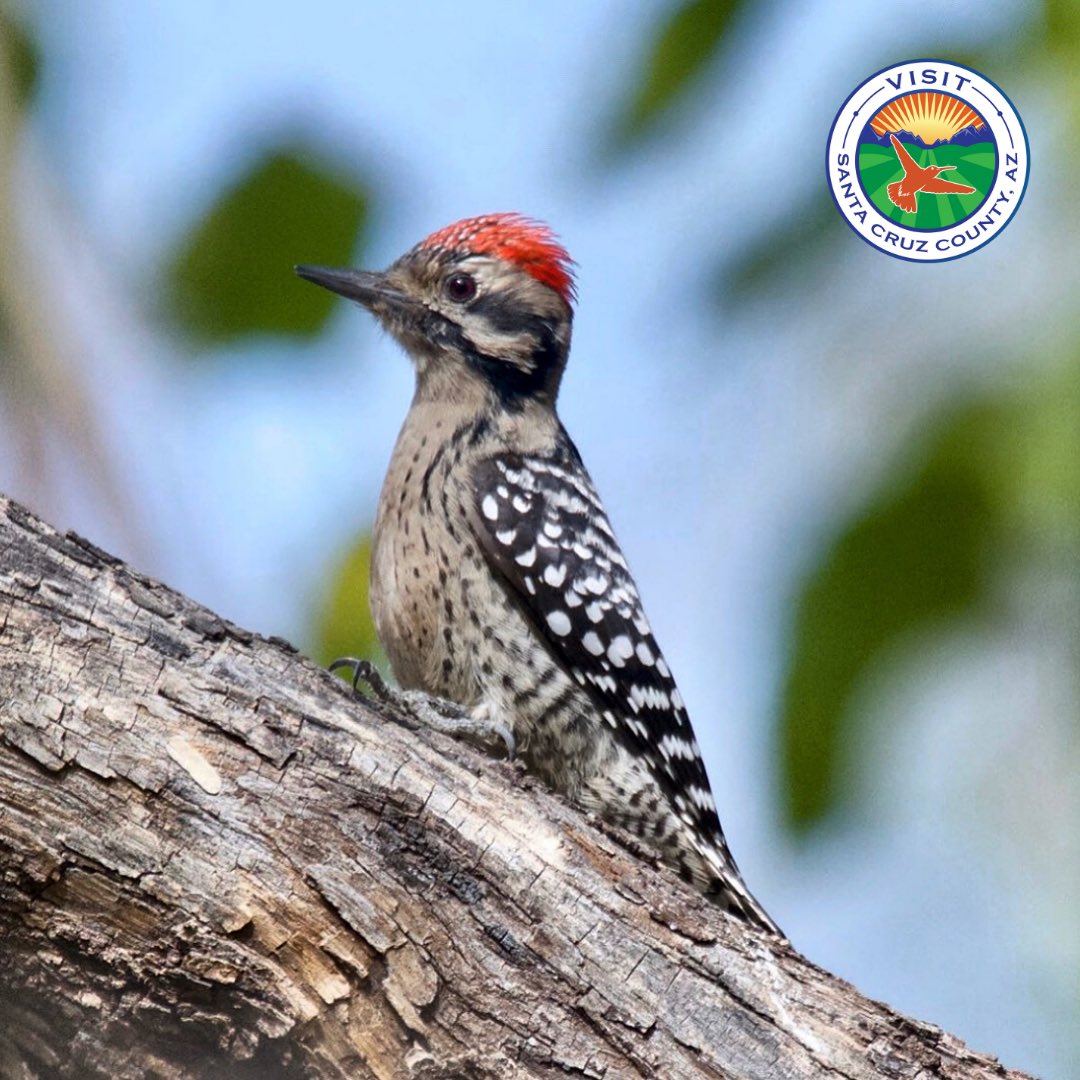 visitnogalesaz's tweet photo. The views at Patagonia Lake State Park never fall short of amazing and when we get to spot unique birds around the nature trails, it makes it that much more better.🌳Check out this ladder-backed woodpecker that was found perched up enjoying the beautiful #SouthernArizona weather. https://t.co/bsTfWs3nr6