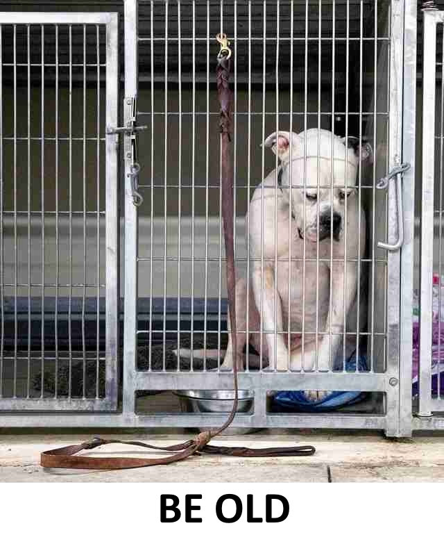 They are abandoned because they are different from others, or simply there have been sudden arrivals or because they were born