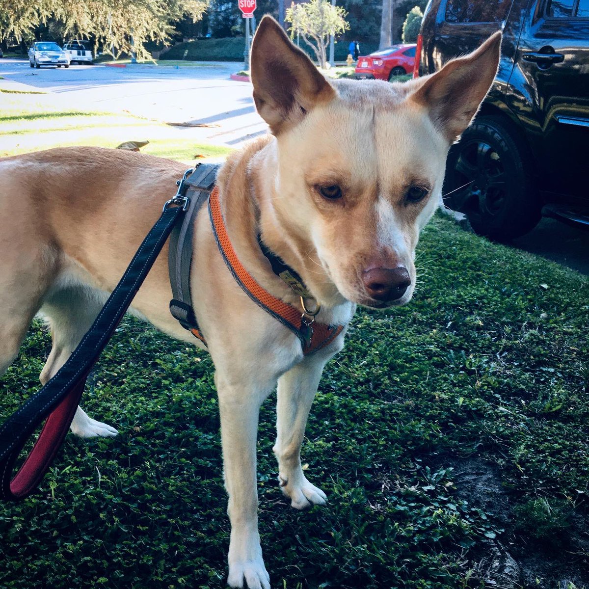 DogBuddyLA tweet media