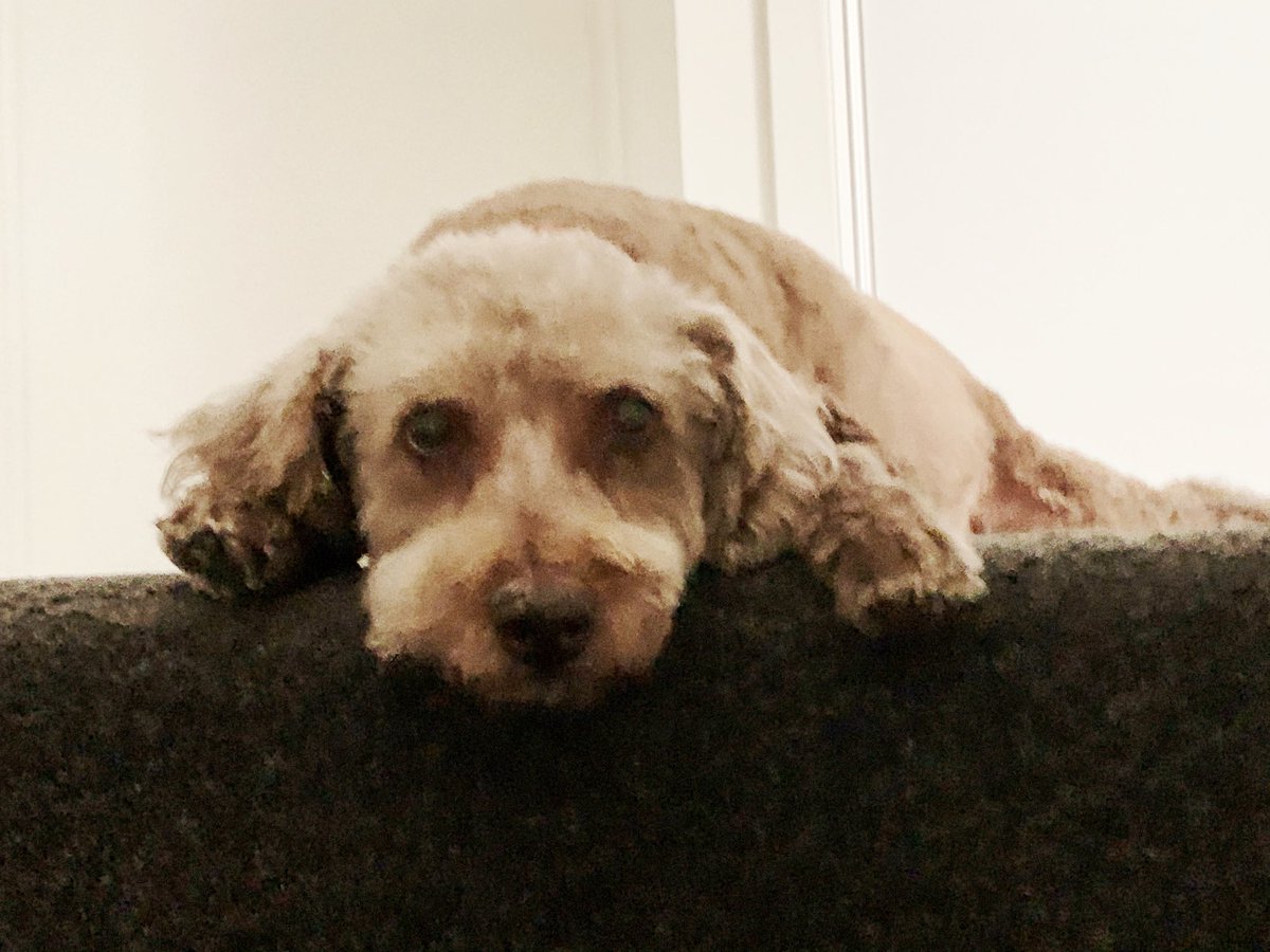 neo_the_fat_cat's tweet photo. The top step is our special place. I sit two steps below so that we meet as equals, as friends. #molly #daywithdog https://t.co/B297YDU2nL