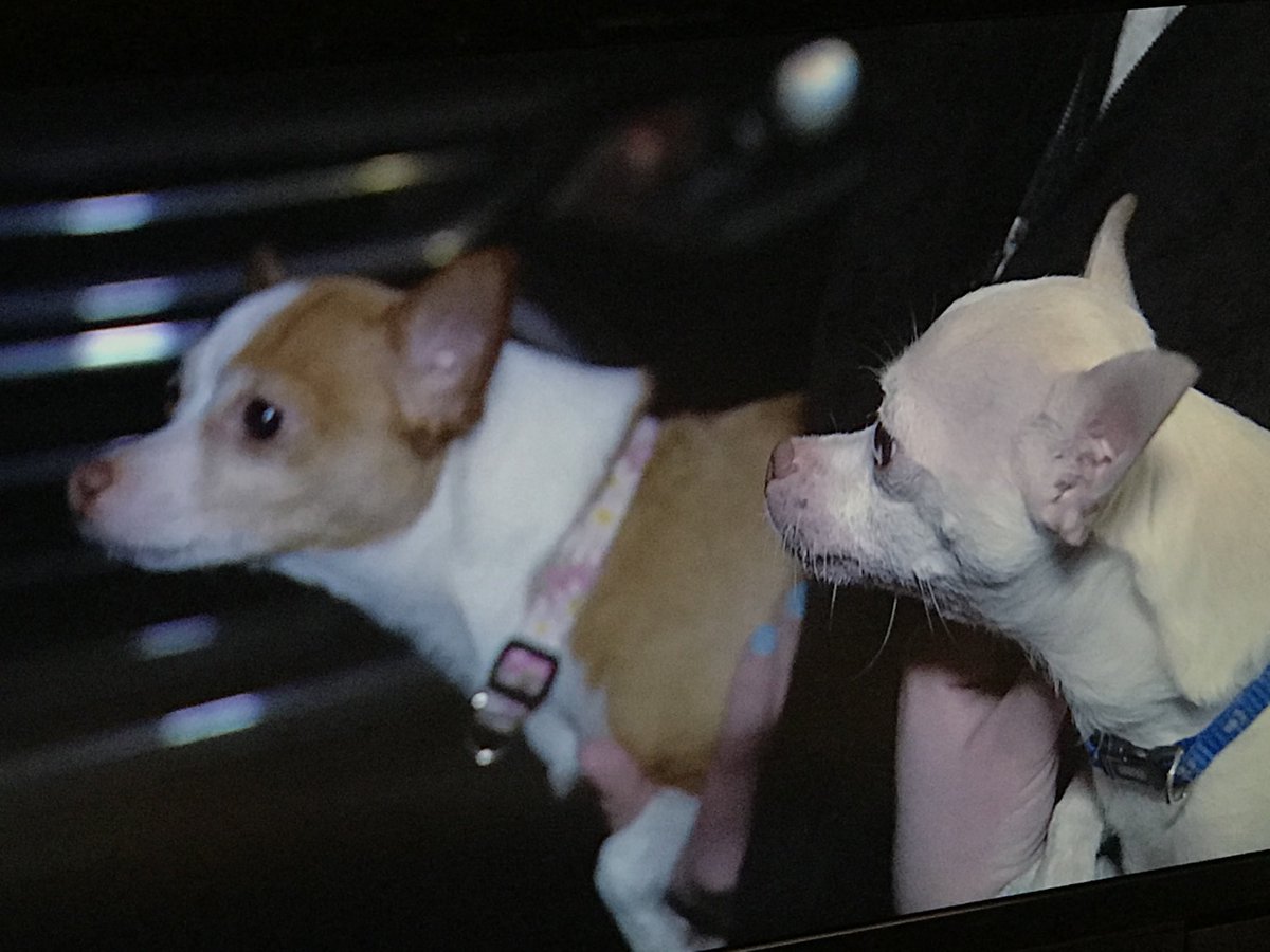 Meet Peanut and Sweet Pea and find out how the helped bring down two criminals in Woodhaven. Their story tonight at ten. ⁦<a href="/FOX2News/">FOX 2 Detroit</a>⁩