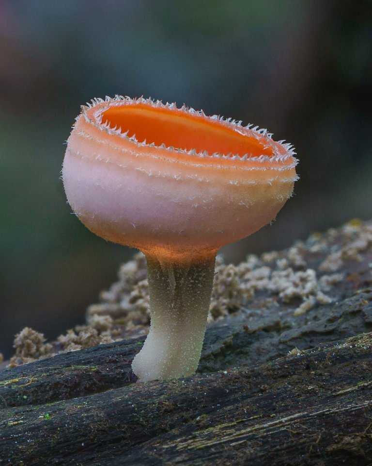 Mycological Society of America moved to bluesky (@msafungi) on Twitter photo On this Wednesday night, let's enjoy a fantastic picture of Cookeina sulcipes from Colombia, made by photographer Alison Pollack! More beautiful shots in this link thisiscolossal.com/2019/10/marin-… and via @marin_mushrooms on #Instagram. On this Wednesday night, let's enjoy a fantastic picture of Cookeina sulcipes from Colombia, made by photographer Alison Pollack! More beautiful shots in this link thisiscolossal.com/2019/10/marin-… and via @marin_mushrooms on #Instagram.