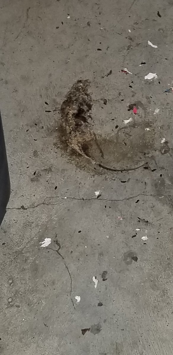 Starletcreation's tweet image. Check out @News12BX  tonight at 10 pm. They are covering my story on the horrible #ratinfestation and conditions of my storage unit at #storagepost on West fordham rd. BX. They failed to  to take accontabilty and have horrible customer service.@rubendiazjr @FCabreraNY @nyc311