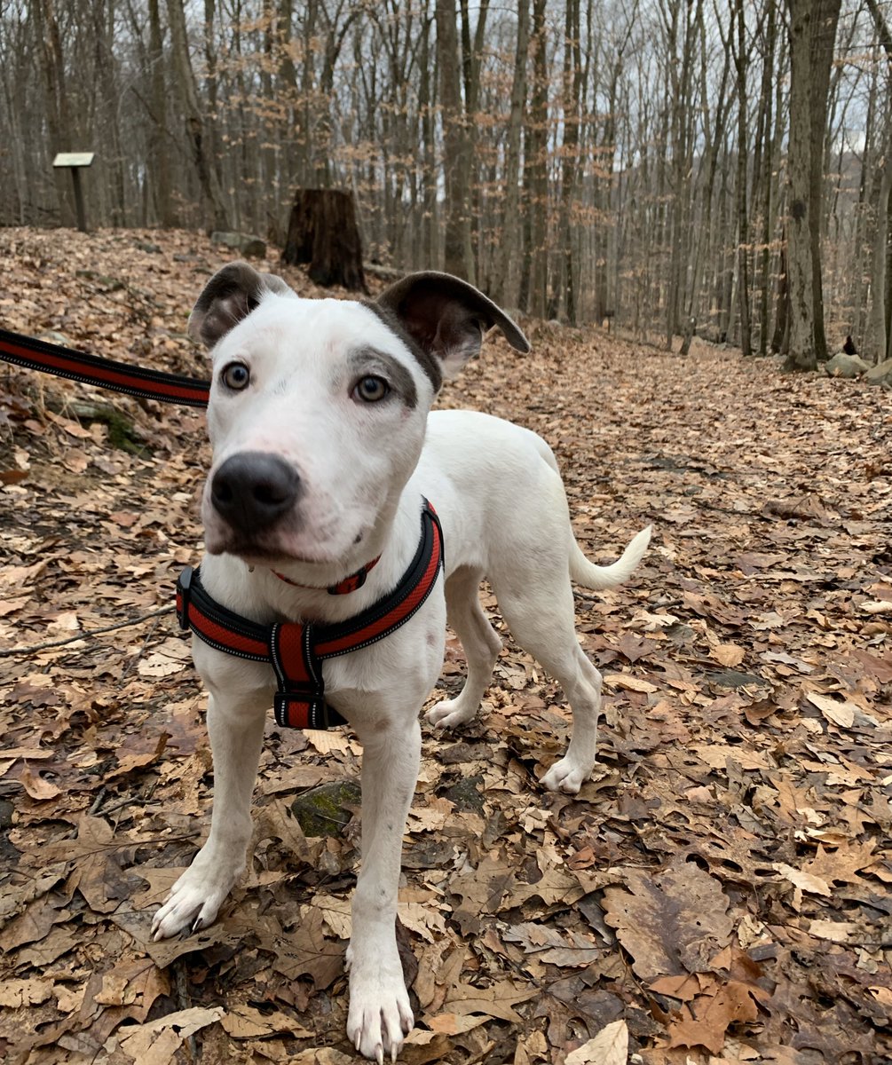 stephaniefitler's tweet photo. Scheming and DREAMing. Someday I’d love for my dog to be a DREAM (DRop Everything And Math) therapy dog. You know, just like the reading dogs!? He’s a puppy, but I dream big! #math #mathchat #dreamdog #sfmathrams https://t.co/DAIxNh5IGW
