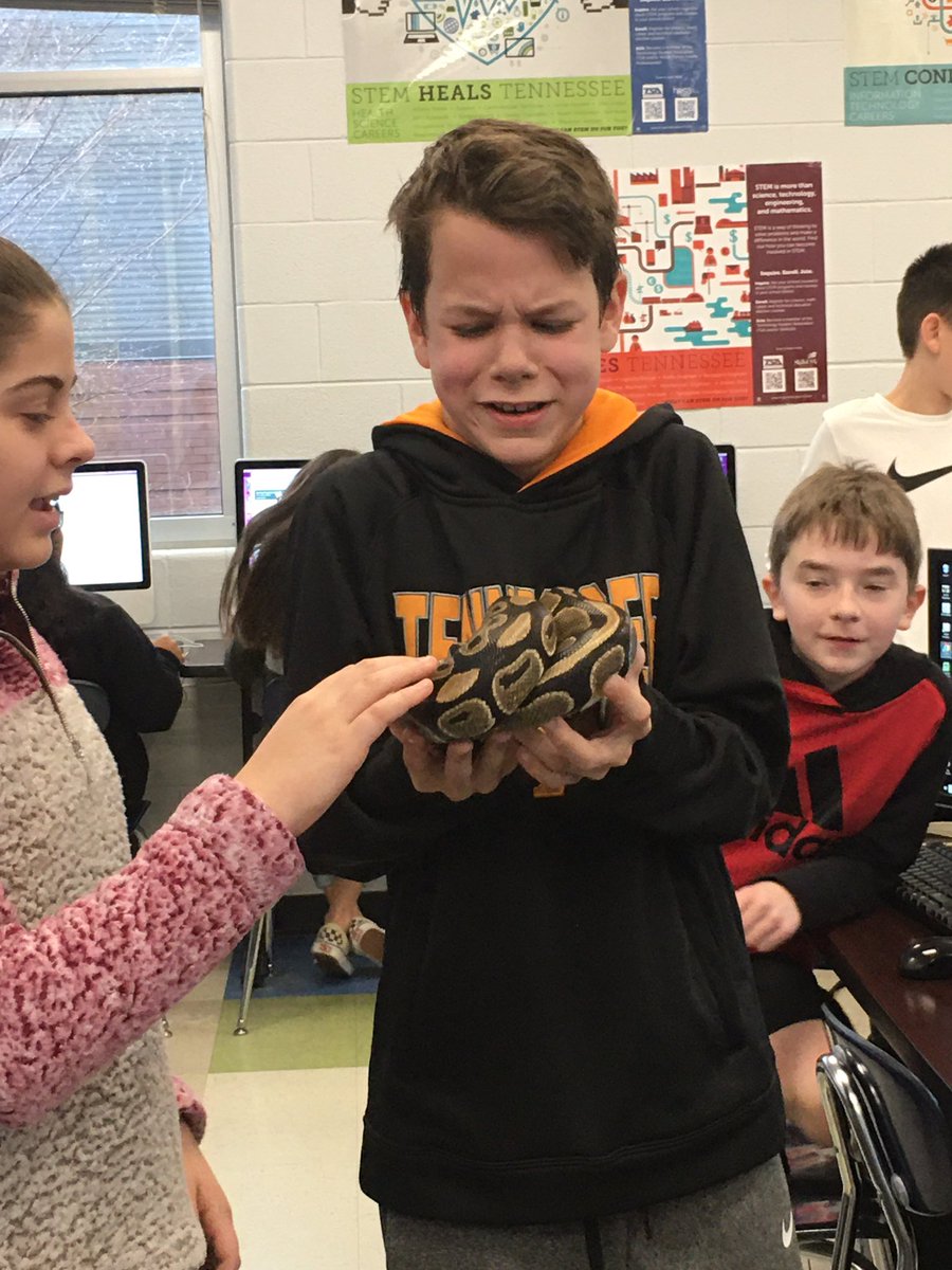 cgarrison5526's tweet photo. When you are -dying- to get your hands on the snake mentally, yet not quite ready physically. Highlight of my day. #wheresherhead #somonetakeheralready #themanyfacesofsweeney #persephonethepython @PetsinClassroom @LauriJonesSwee3 #psmsProgramming @PSMSBulldogs https://t.co/91mzBVHMd0