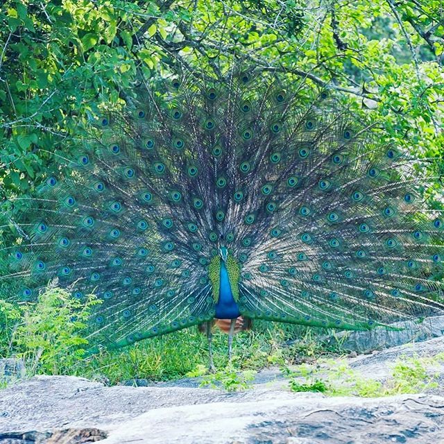 NineProvinces's tweet photo. This beauty was posing for me yesterday whilst I was gardening. We are so lucky to have so many amazing animals on the property which feel no threat. https://t.co/CpH4fkztw0 https://t.co/FmdPh6IJO8