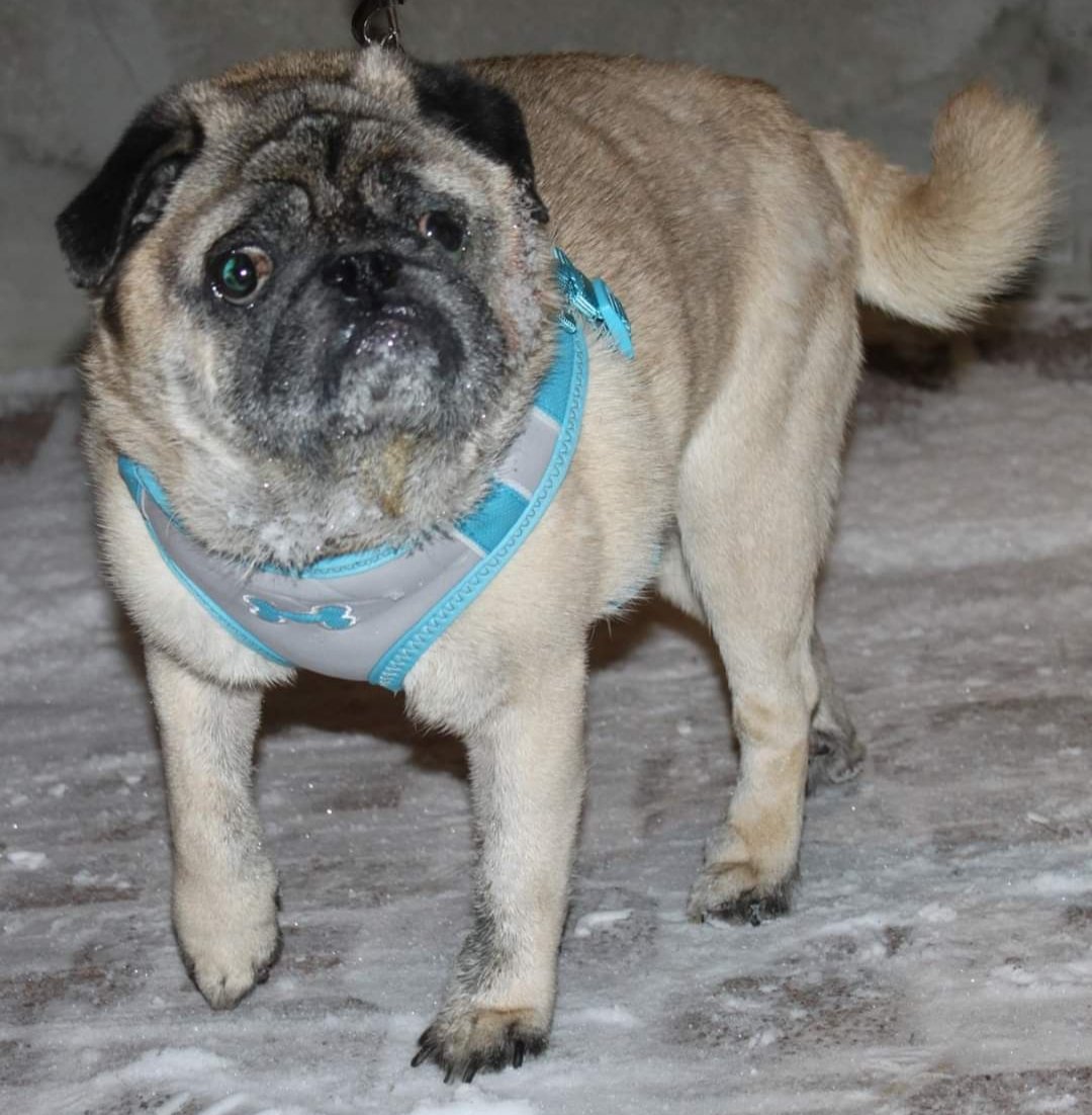 umwpugrescue's tweet photo. After only a few short days in our care, Teddy is really started to thrive after years of neglect. He is not yet ready for adoption but please follow his story on our website. #Ottawa #613 #yow #dogsofottawa #AdoptDontShop https://t.co/vMmFlqIKnU