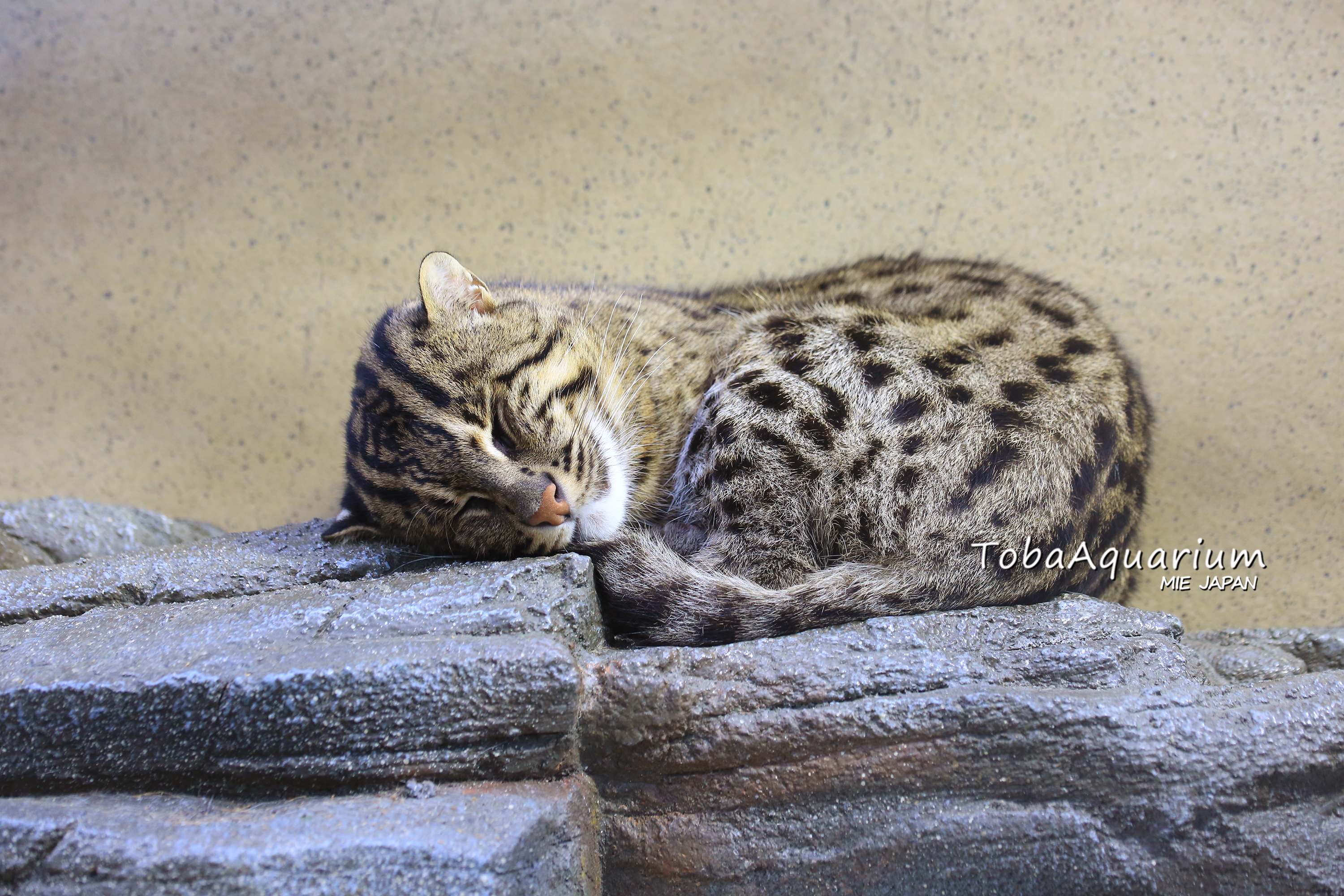 鳥羽水族館 Toba Aquarium スナドリネコ フィッシングキャット とも呼ばれており 水かきのついた前足を使って 水辺で魚を捕まえることができます このことから日本では 漁 すなど り猫 の名がつきました 鳥羽水族館 スナドリネコ