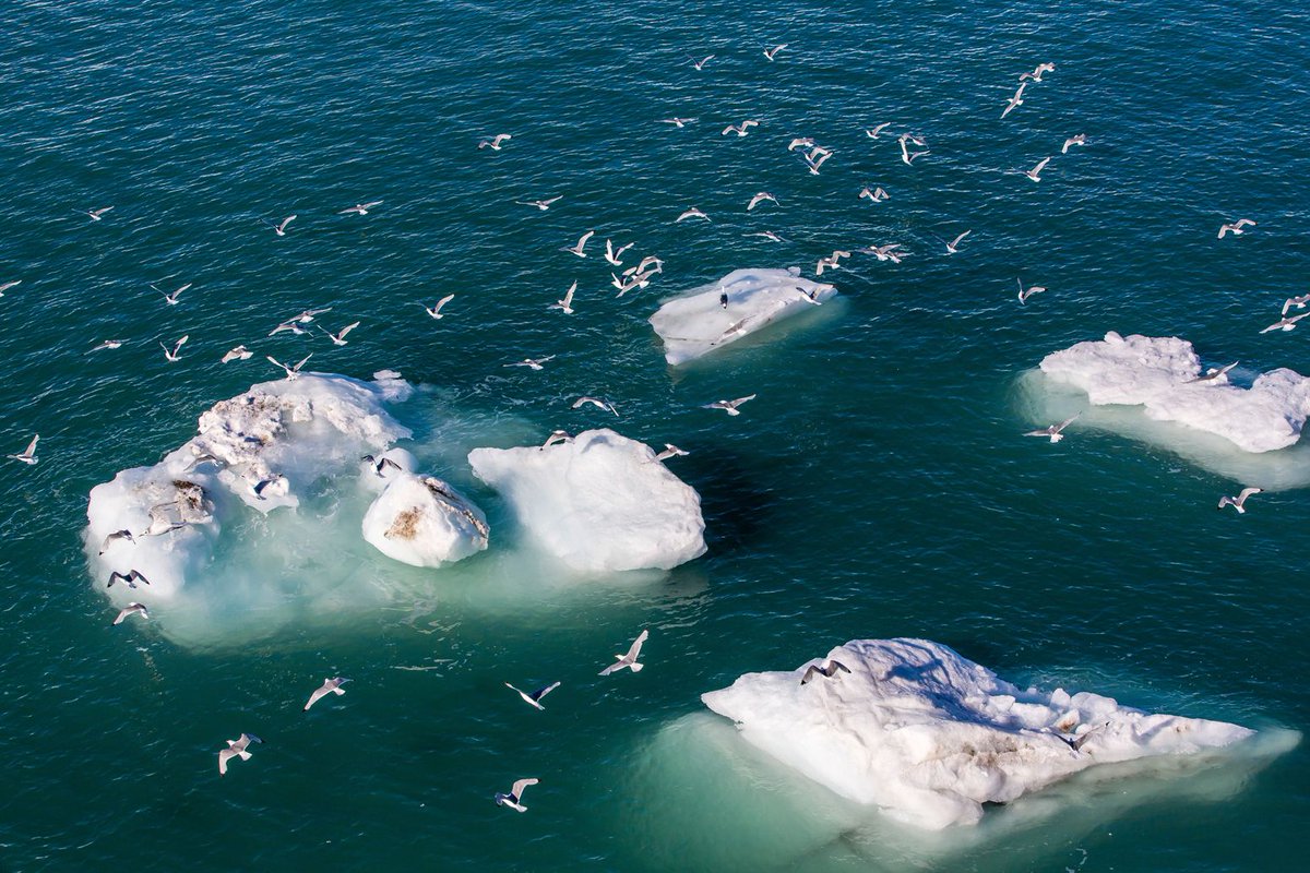 Adult black-legged kittiwakes (Rissa tridactyla), Svalbard Archipelago, Barents Sea, Norway. 