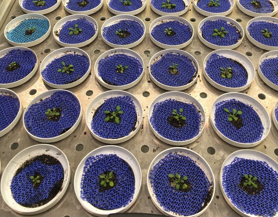 Connaissez-vous notre infrastructure de phénotypage végétal automatisée❓De la serre au champ, elle permet de

▶️caractériser les #plantes cultivées🌱🌻
▶️développer un savoir opérationnel
▶️répondre aux défis actuels et futurs de l'#agroecologie
👉bit.ly/2NtOxYY