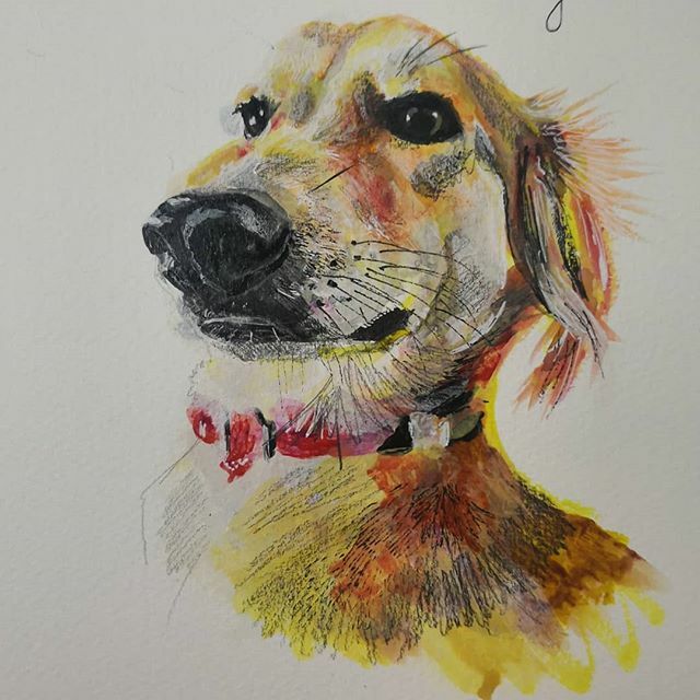 paper_hounds's tweet photo. 2 years with this one❤️ #artistinMuscat #adoptdontshop #jebeldog #salukisofinstagram #desertdog #educatingoman #paperhounds #paperhoundstweet https://t.co/UxYtmZTJRj