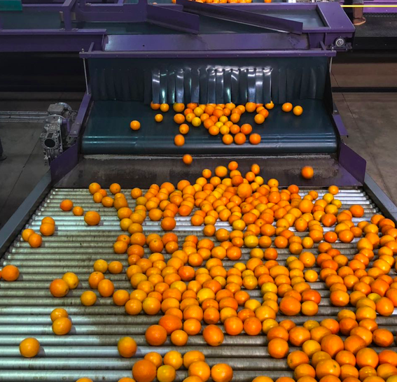 Hand-picked from the tree and hand-sorted at our packing facility on our farm in the Loskop Valley, Limpopo, South Africa… We pride ourselves on producing the best quality fruit.

#Citrus #PietCitrus