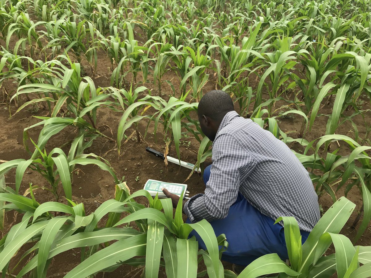 RemiCardinael's tweet photo. Measurement of maize leaf area index in #conservationagriculture and conventionnal tillage using the LAI-2200C @LICOR_ENV @armwellshumba @Cirad @CIMMYT #DSCATT project https://t.co/VVCOF1plAS
