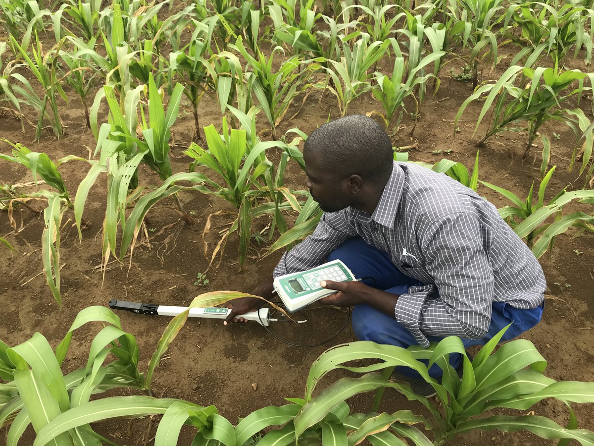 RemiCardinael's tweet photo. Measurement of maize leaf area index in #conservationagriculture and conventionnal tillage using the LAI-2200C @LICOR_ENV @armwellshumba @Cirad @CIMMYT #DSCATT project https://t.co/VVCOF1plAS