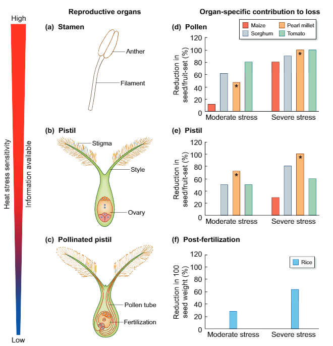 Jagadis, Fig. 2, Reproductive organs sensitivity to heat stress during flowering and their respective contribution to seed-set.