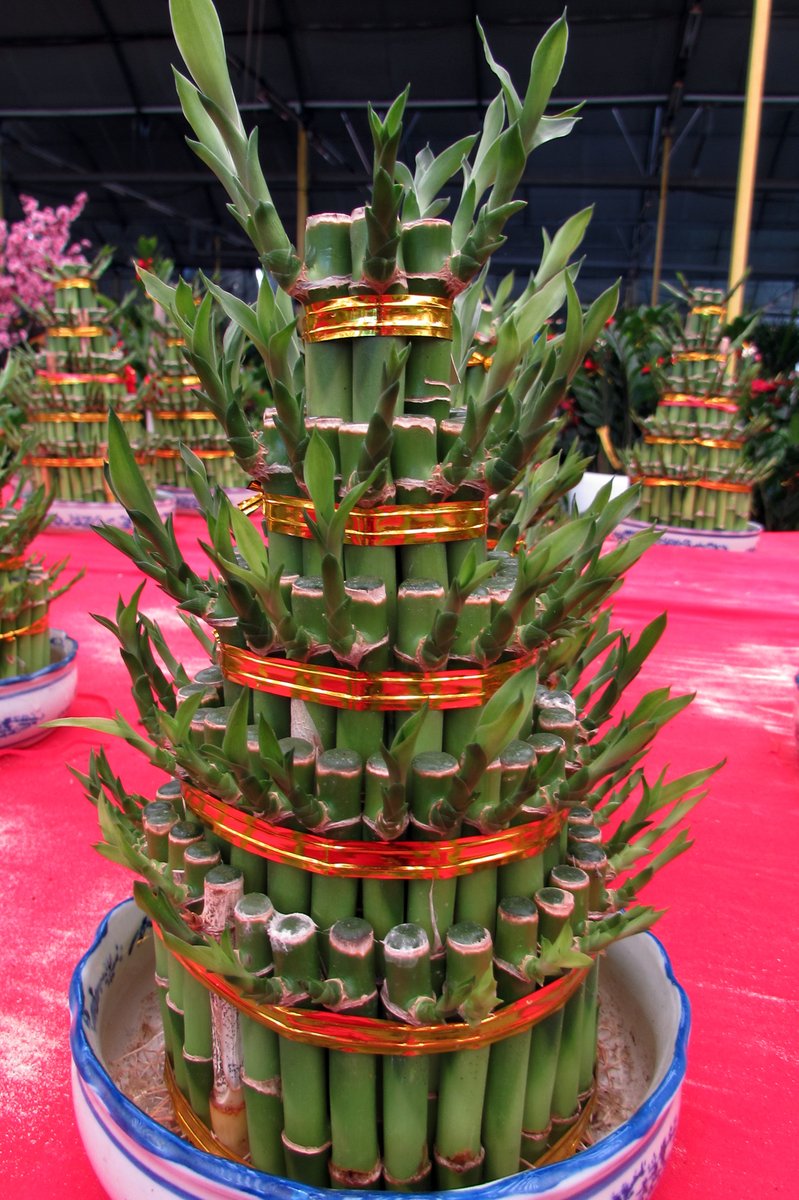 National Parks Board Is Your Home Looking Ready For Chinese New Year Popular Plants During This Festive Period Are The Kumquat 金橘 Lucky Bamboo 观音竹 And Christmas Kalanchoe 万紫千红 Enjoy