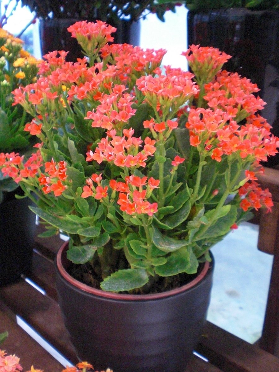 National Parks Board Is Your Home Looking Ready For Chinese New Year Popular Plants During This Festive Period Are The Kumquat 金橘 Lucky Bamboo 观音竹 And Christmas Kalanchoe 万紫千红 Enjoy