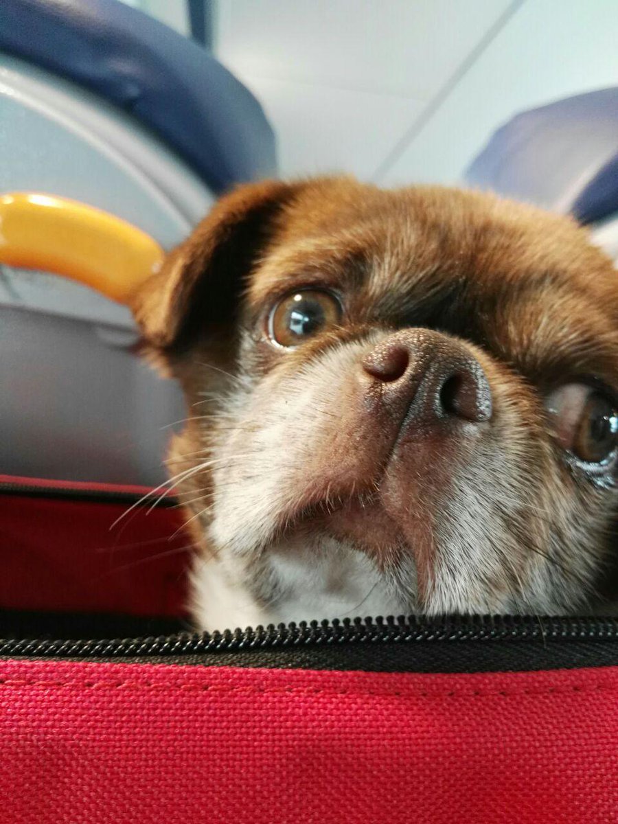 alessia_fuga's tweet photo. Good morning everyone, today's cutest photo is of my love, our little Rocco! He has not been well lately, but now, thankfully, he is on the mend!
Cuteness at its best - always at my feet!
#alessiafuga #venice #dog #dogslife #dogsofvenice #muranoglass #glassartist https://t.co/6RVx7qYxJP