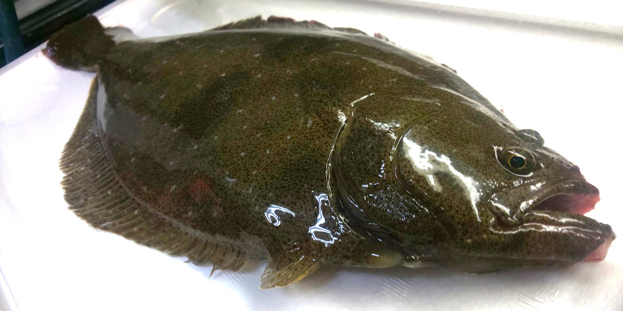 練馬 丸川水産 でしょ ありがとうございます 味は同じですね 不動です 右向きの平目 ヒラメ刺身 ヒラメ ひらめ 平目 平目刺 活平目刺 練馬 ねりま 魚 鮮魚 魚屋 丸川水産 鮮魚店 練馬魚屋 刺身 Fish Sashimi Nerima Tokyo