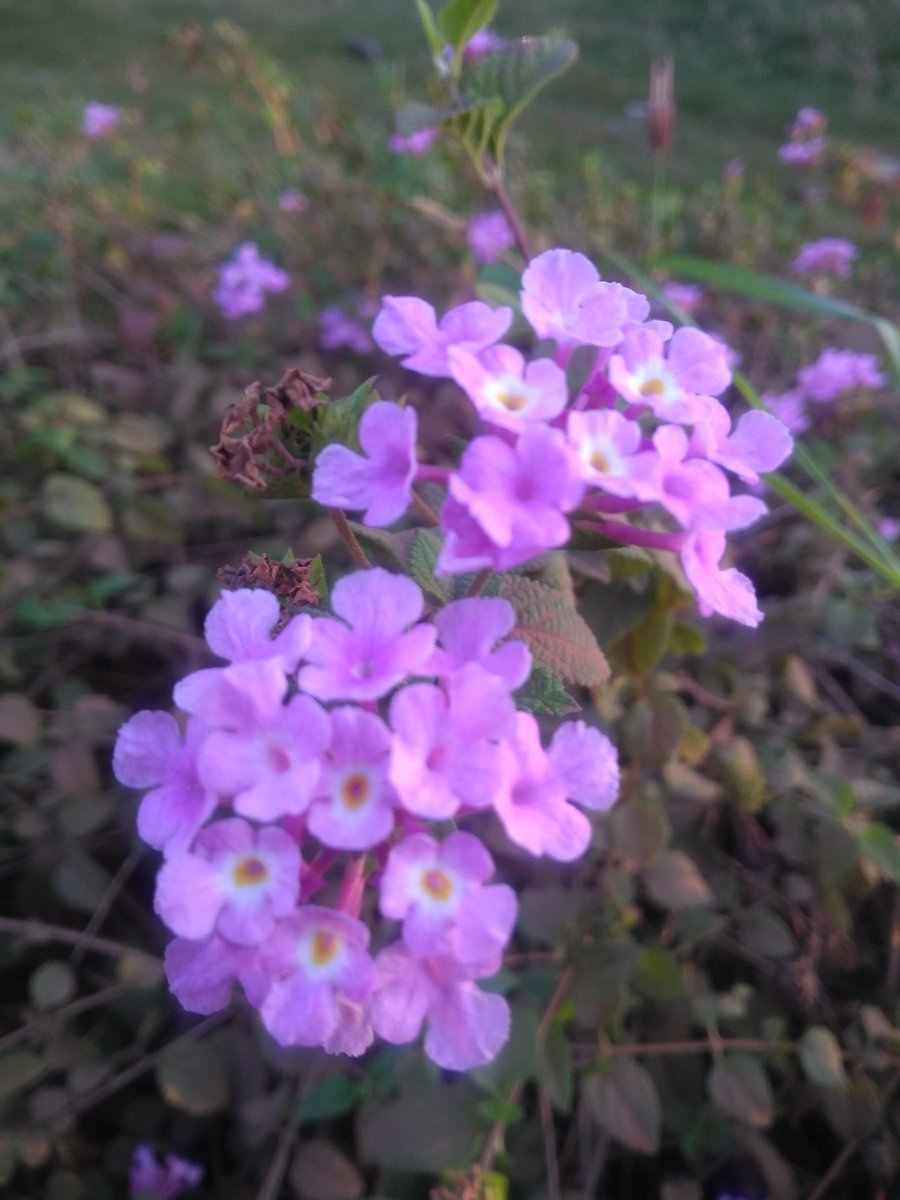 rohini_express's tweet photo. #lifeinsmallthings #colours #Flowers

#Thursday https://t.co/nGXaq7PSvy