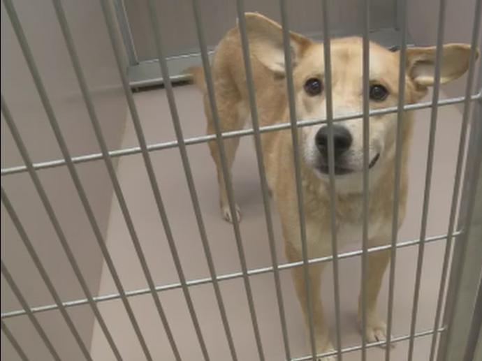 Taken to the kennel where they will then patiently wait for someone to accept them as a new family member, because they are not always treated properly, leading to a mental breakdown and an excess of stress due to those tight spaces, and then to be considered not adoptable.