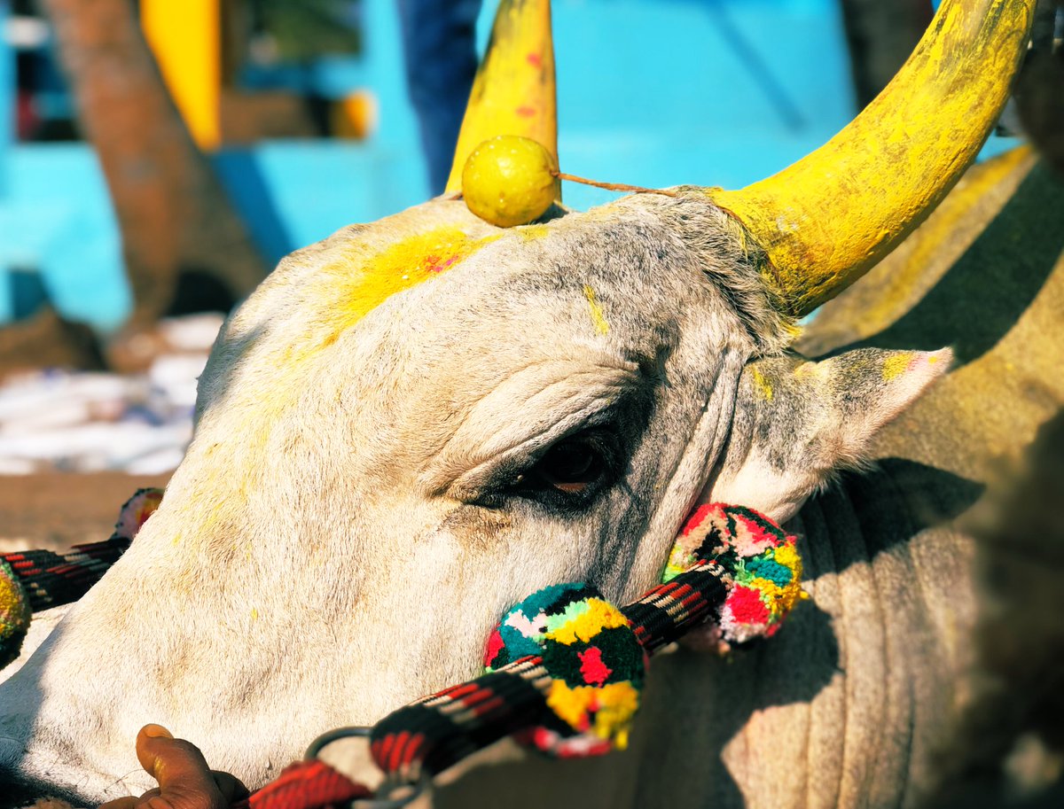 vyckram's tweet photo. You can tell by the look in his eyes. Awaiting his turn at the #Jallikattu in Palamedu near #Madurai 
@TheQuint https://t.co/Iu1HWovC8E