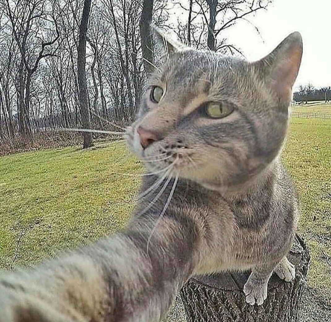 Косой кот федя