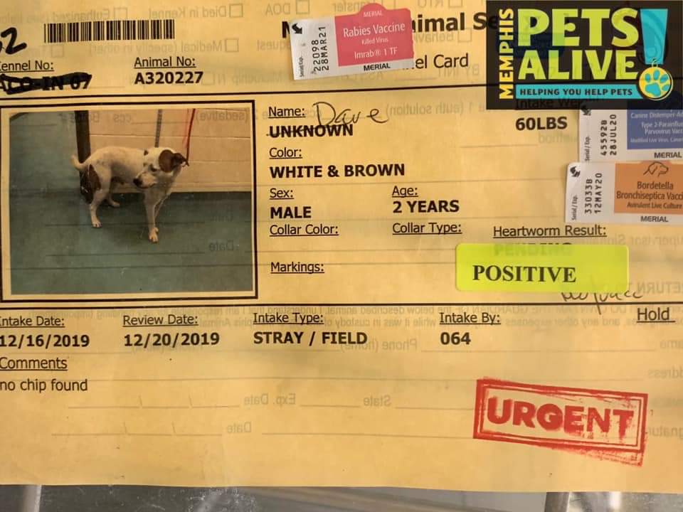 This is Dave! 💙A320227 Check him and others out on our album. They are looking for for ever home/fosters. Up to date status please contact Memphis Animal Services and mention the animal number shown in the kennel card photo.shelter 📲901-636-7297 google.com/url?sa=t&sourc…