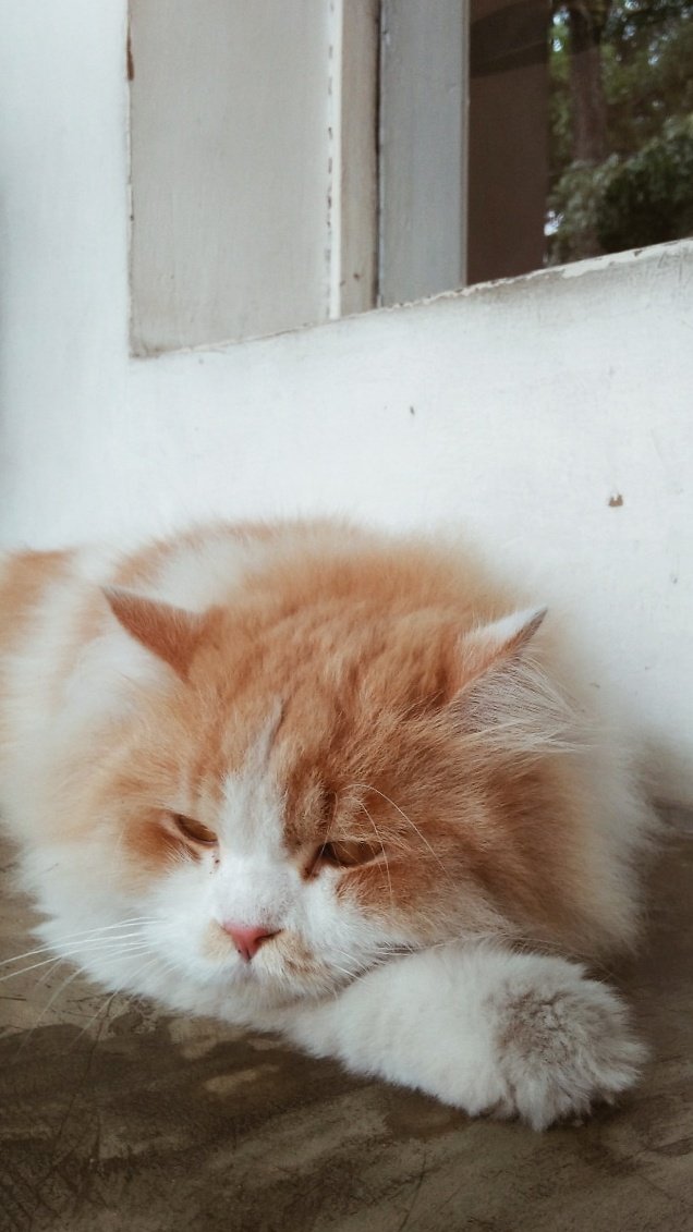 Kunjungan dari sebelah, cuma mau ikut bobo aja 😹