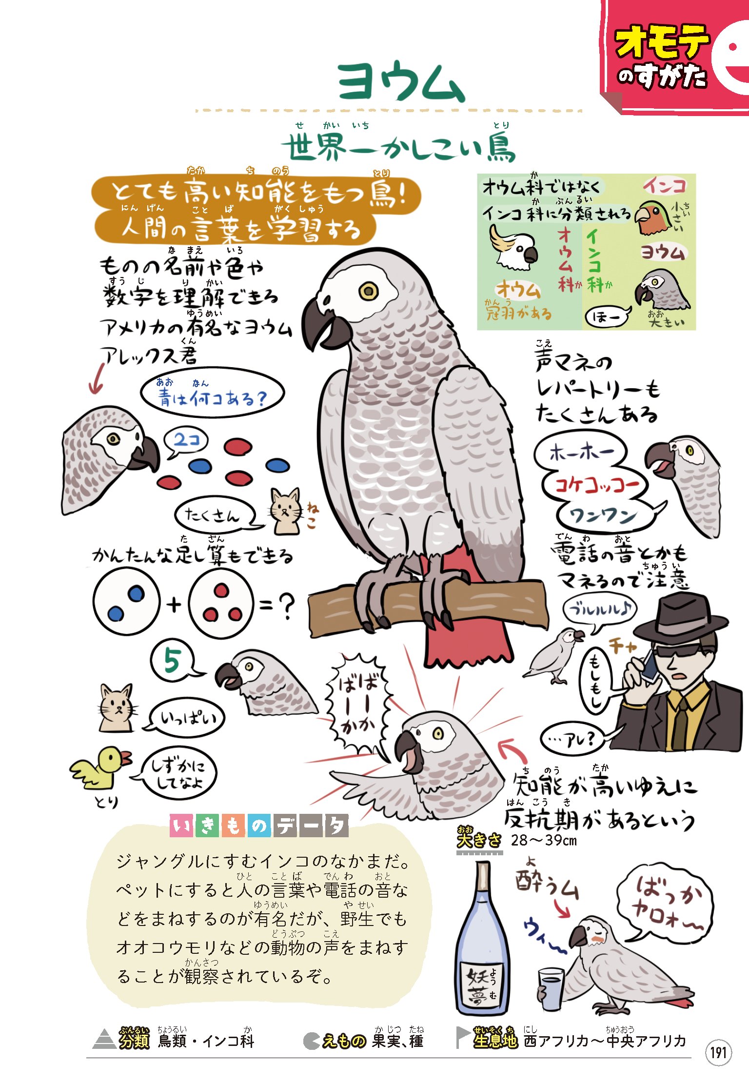 ぬまがさワタリ 拙著 ゆかいないきもの 図鑑 にもヨウム図解が載ってます その言語能力や問題解決能力の高さから 世界一賢い鳥という異名もあるようです 名前によらずオウム科ではなくインコ科なのでちょっと注意 続くページではヨウムの密猟
