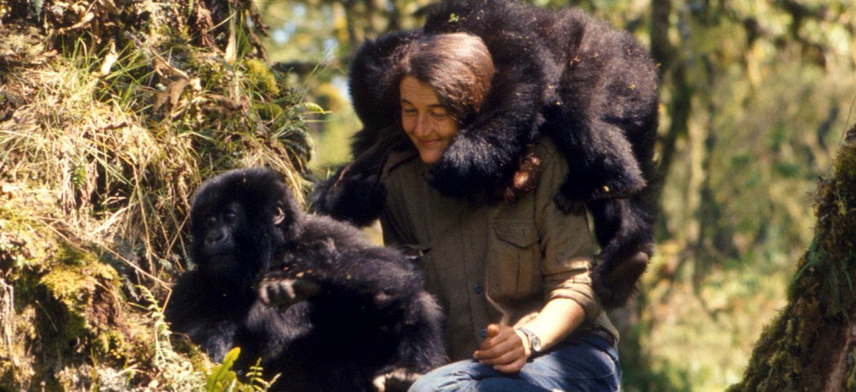 Happy Birthday, Dian Fossey!   