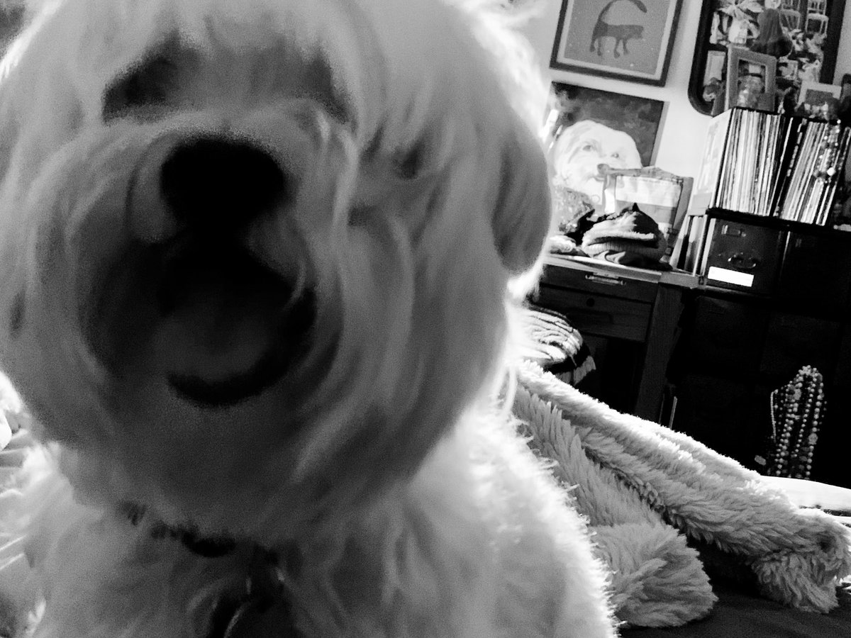 JaeWilson5's tweet photo. Here’s my dog. #badass https://t.co/7CFIFRA3sP