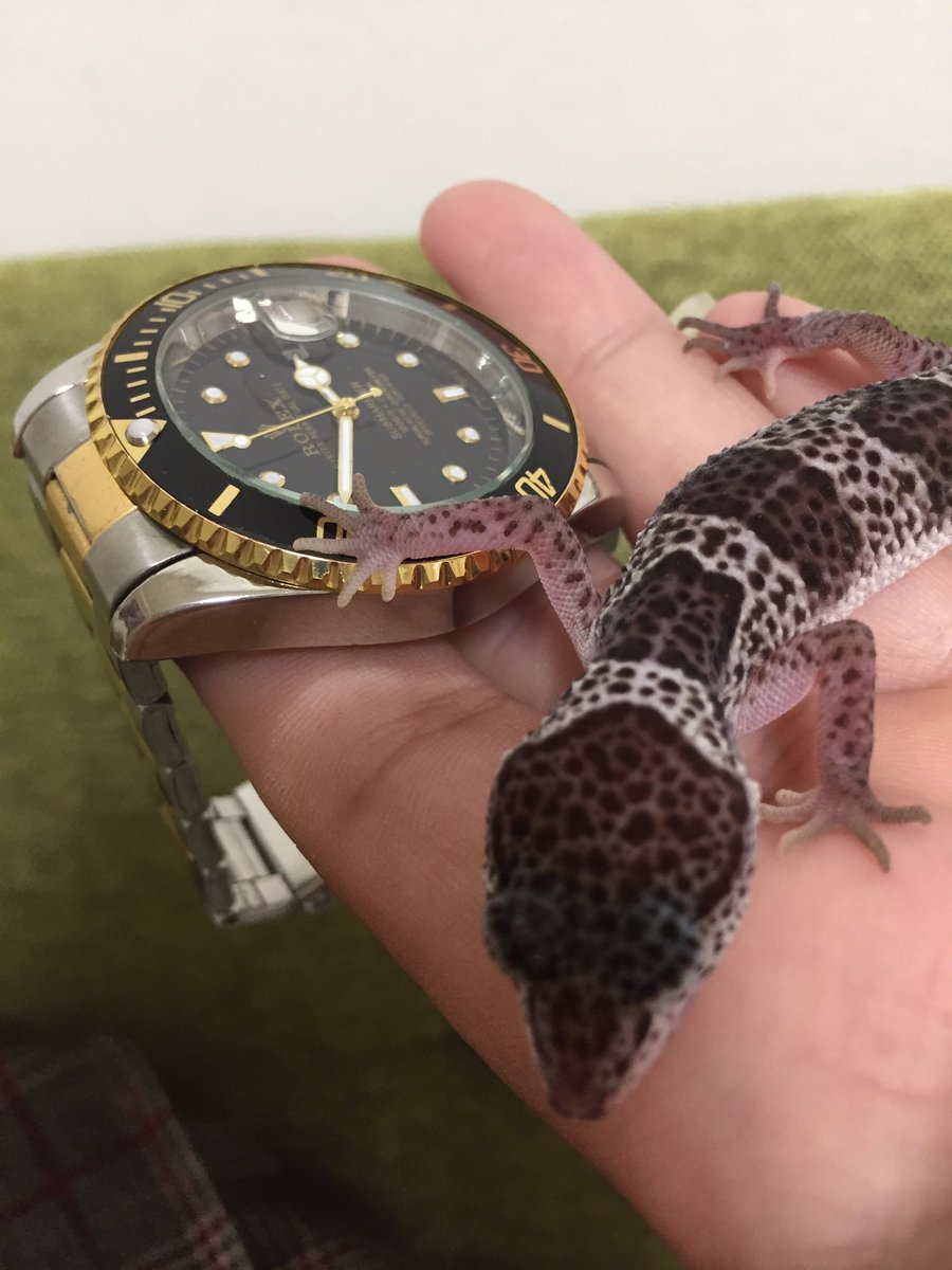 Exotic_animal2's tweet photo. さーて行こうかな https://t.co/FP0LNoQXNh