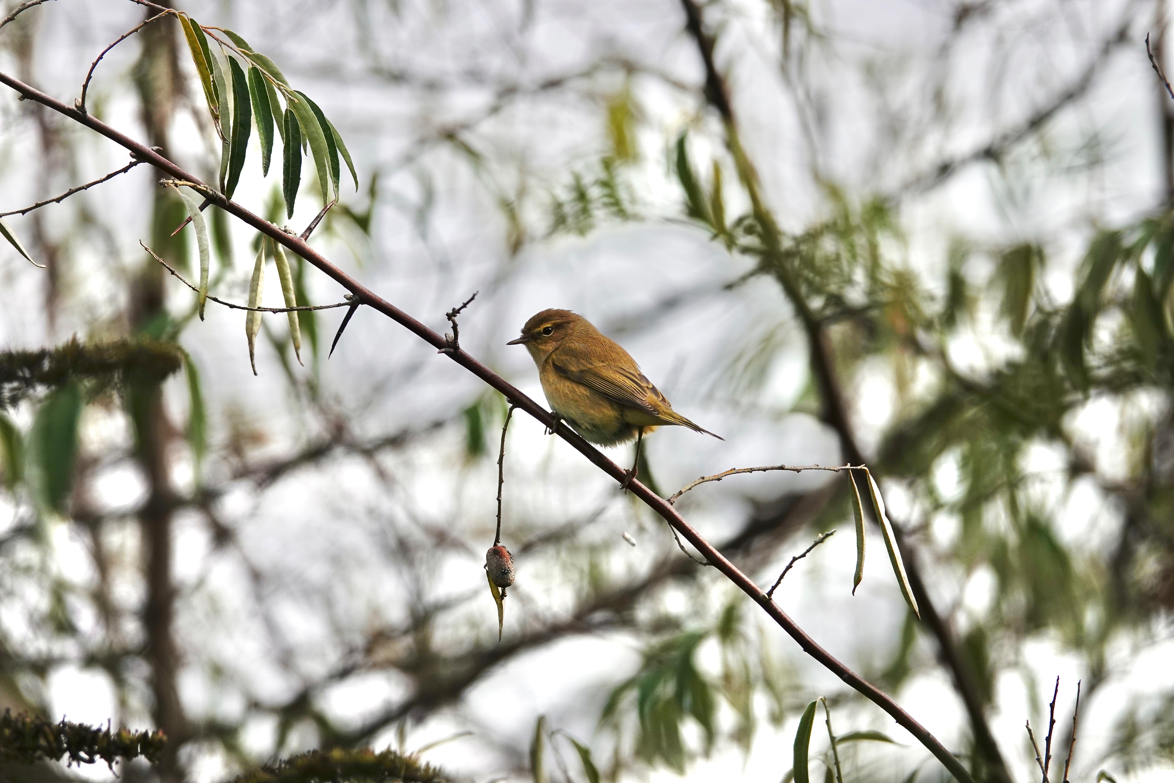 Commonchiffchaff Twitter Search Twitter