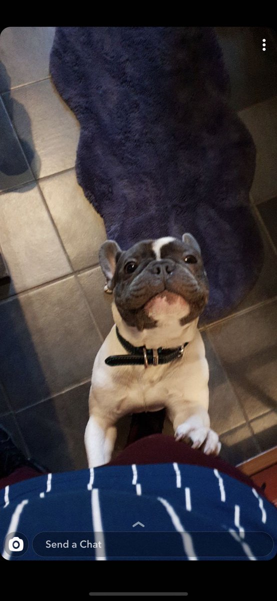 #frenchie #bruno #frenchbulldog