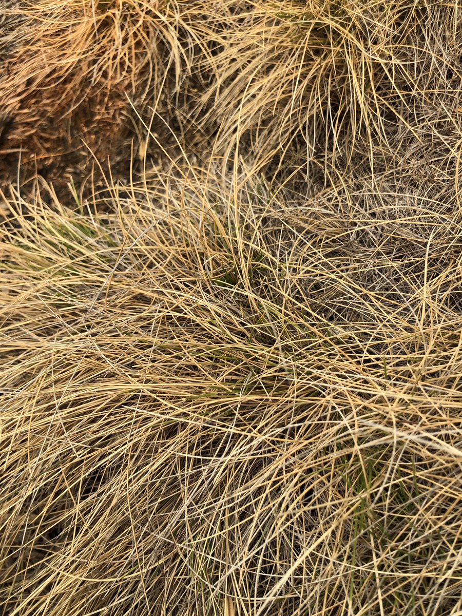 John Morgan tweet media