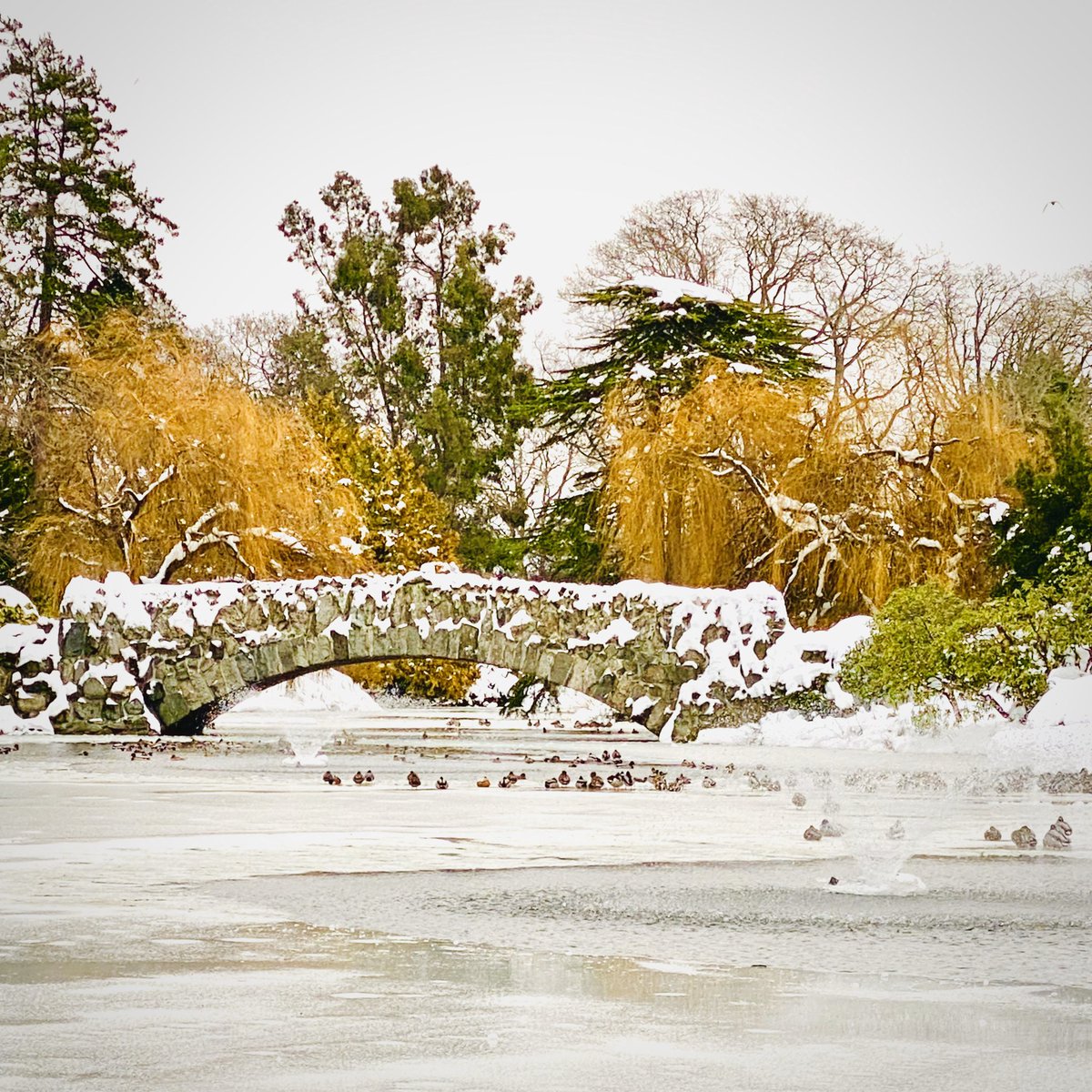 luxury_victoria's tweet photo. A beautiful snow day in Victoria! Beacon Hill Park was breathtaking. ⛄️
#victoria_buzz #victoriabc #explore #imagesofcanada #Instagram #travel #explorevictoriabc #helloBC #beautifuldestinations #photoofthedayphoto #victorialuxurysuites #natgeotravel #vancouverislandguide https://t.co/HgFdJCdyih